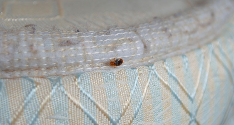 bed bugs control in Dubai