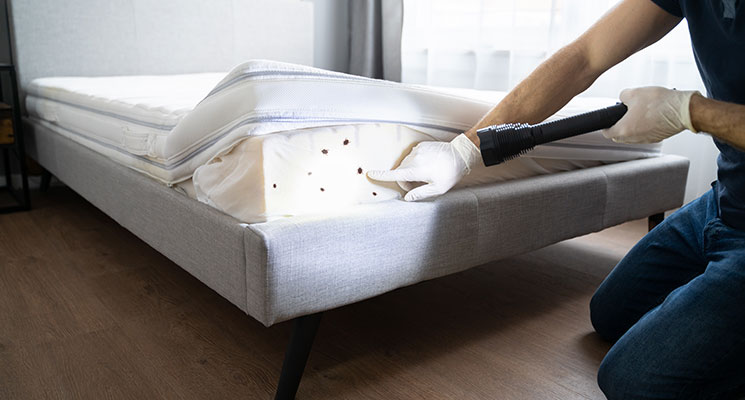 9 Amazing Facts About Bed Bugs