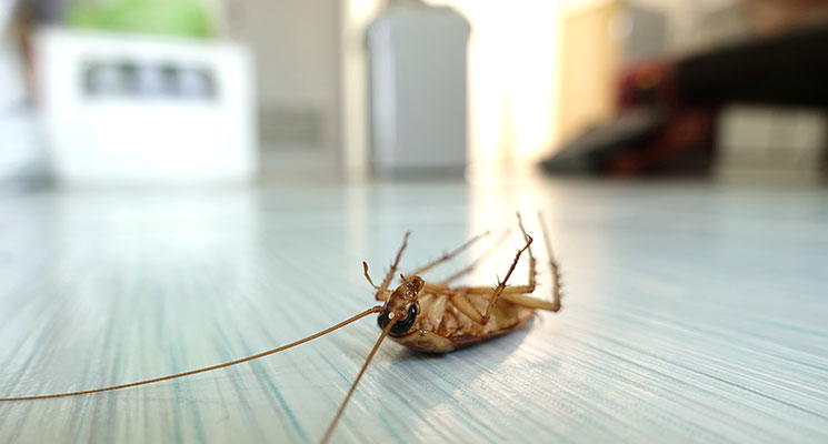 cockroach pest control dubai price