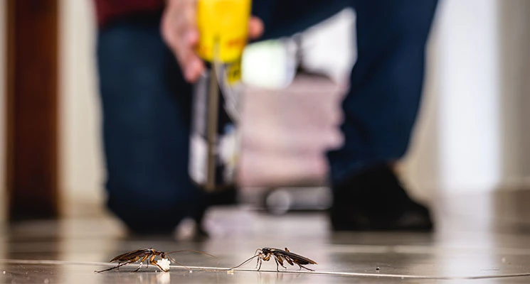 cockroaches in Dubai
