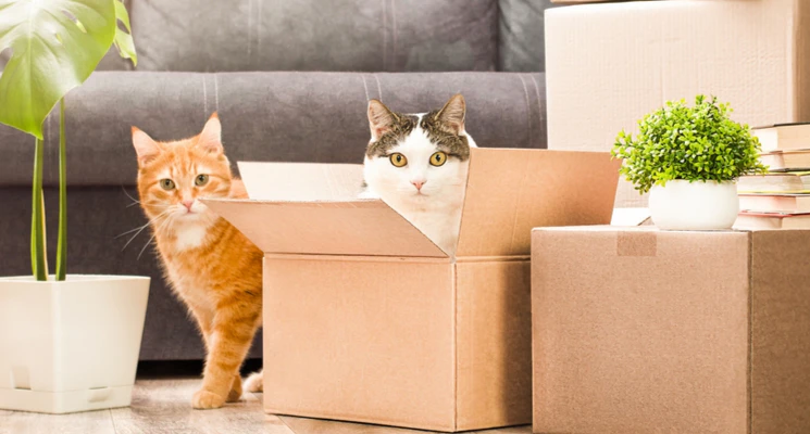 international moving company in Abu Dhabi