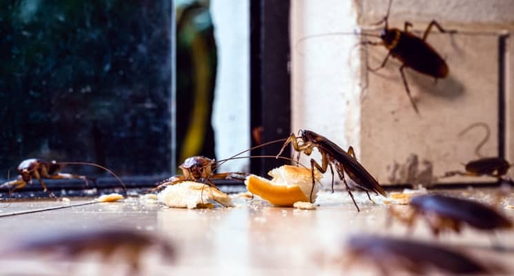 Infographic: the 8 Most Common Pests Found in Abu Dhabi (And How to Get Rid of Them!)