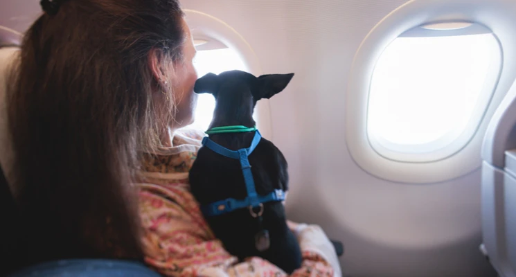 book international movers in Dubai