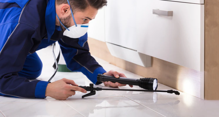 book pest control in Dubai