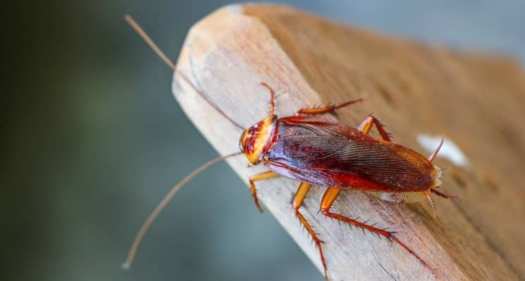 No More Roaches: 5 Proven Ways to Keep Your Apartment Pest-Free