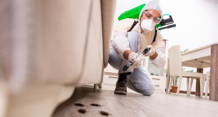 10 Tips to Choose a Reliable Pest Control Company in Abu Dhabi