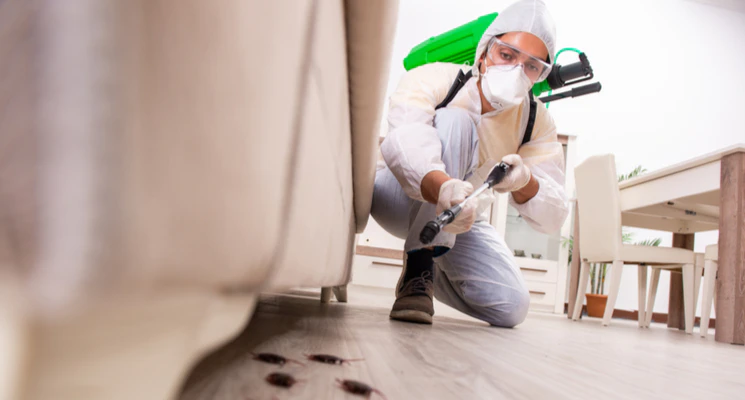 find pest control in Abu Dhabi 745x400
