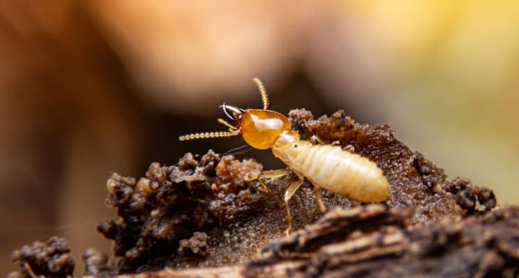 3 Factors That Can Lead to Termites in Dubai