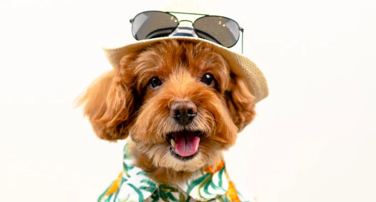 local moving of cute pets in dubai