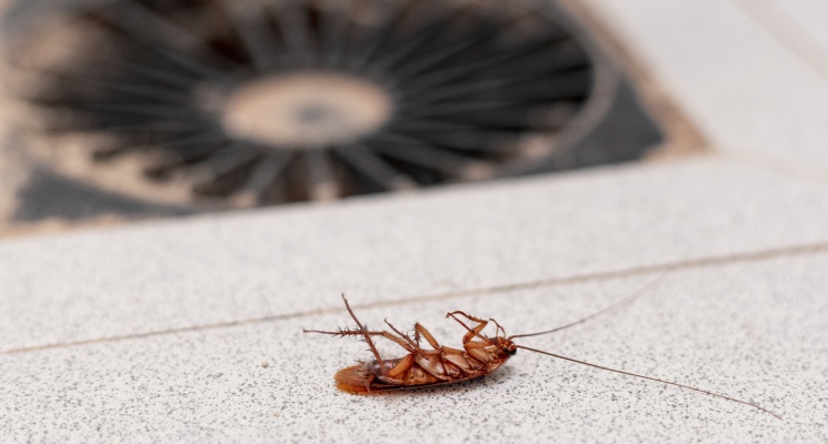 Cockroaches on floor pest control Dubai