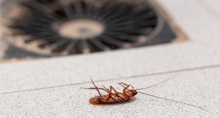 Cockroaches on floor pest control Dubai