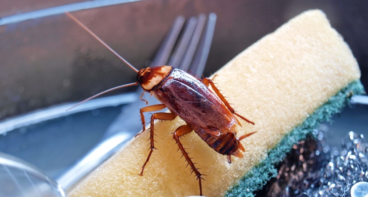 home remedies to get rid of cockroaches in Dubai