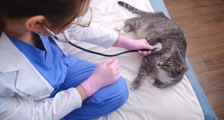 Benefits of Choosing Mobile Vet Service in Dubai