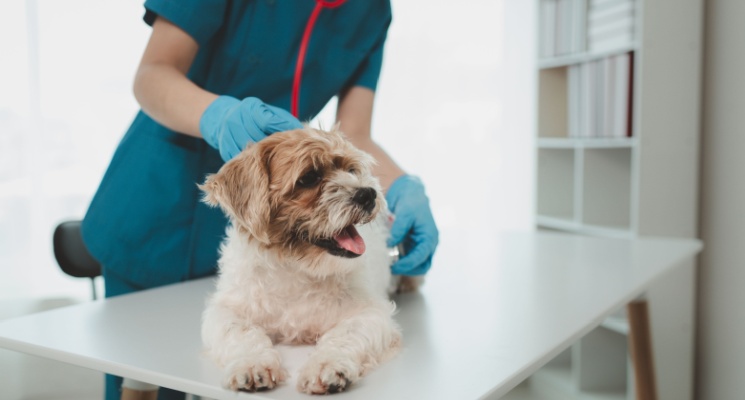 How Much Does a Mobile Vet Service Cost in Dubai?