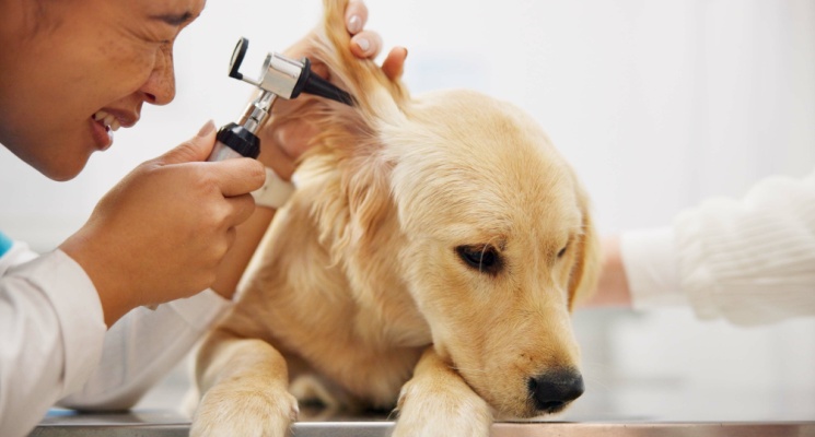 Finding the Best Mobile Vet in Dubai: Key Things to Look For