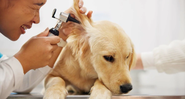 Finding the Best Mobile Vet in Dubai
