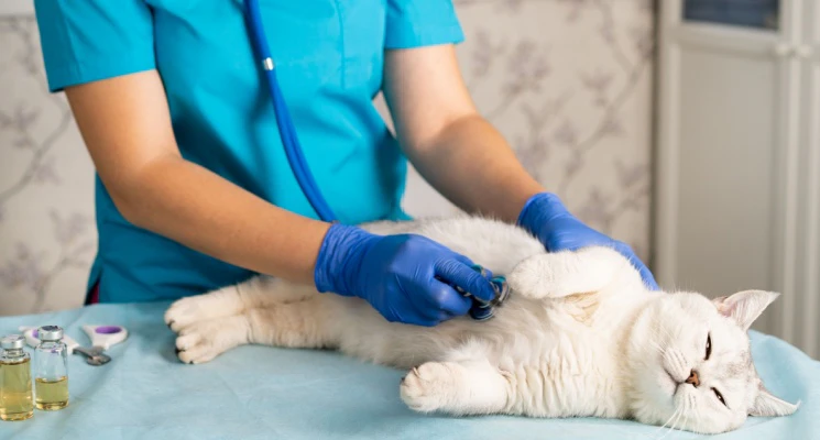 Services Offered by a Mobile Vet in Dubai
