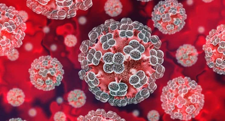 Hanta virus