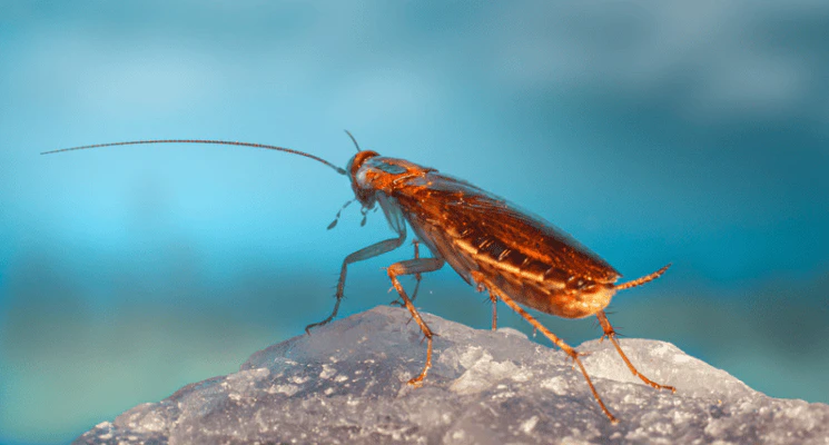 cockroach facts